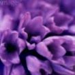 紫色四叶草zry