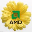 AMD菊花处理器