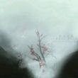 v___雅