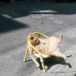好ID又让猪起了