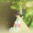 wudaobin