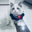 承祎宁61338