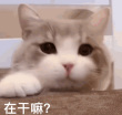 l13327354667-辰夕小站