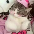 芦苇***西西