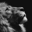like