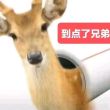 百度用户UID884454265 拳皇一粉丝 鬼神😈阿田吕👹 的头像