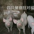 幸运****kmu