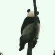 谷歌在鼓捣什么