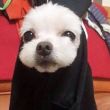 为了***拍照