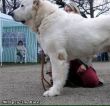 CentralAsia犬