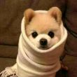 丿你**懂彡
