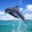 461236091