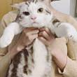 百度用户UID3357554133 scp川流 scp猫猫☎ 的头像