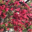 龙吉飞天windy