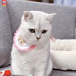 https://himg.bdimg.com/sys/portrait/item/public.1.19f00f1c.jTd7abWmV0cM-H3CiMthQA