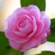 https://himg.bdimg.com/sys/portrait/item/public.1.1f939b5f.LKa2Luy7lRrABFJifyVWhQ