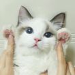 于**▲