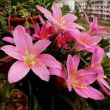 lily51588