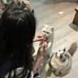 https://himg.bdimg.com/sys/portrait/item/public.1.3bf0bc01.36XF6XbR6H_pr5mTYqZhNA