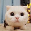 https://himg.bdimg.com/sys/portrait/item/public.1.55b1a08b.HZinbrTWavlSV-j-mGFzbw