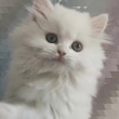 https://himg.bdimg.com/sys/portrait/item/public.1.6368be67.WpxYjL6px8AZ9OM0MqHwCQ