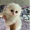 https://himg.bdimg.com/sys/portrait/item/public.1.66d0075c.zb5caT_JFSSv_2n_7NUXPQ