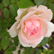 https://himg.bdimg.com/sys/portrait/item/public.1.66d9f681.isIrxhJRlHULkMIn--mGfw