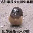 66***双子