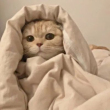 https://himg.bdimg.com/sys/portrait/item/public.1.81d4affd.TwzJoSYqotl80kyJyuJRsA