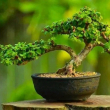 https://himg.bdimg.com/sys/portrait/item/public.1.8767af72.ufAjcwsH-ZjEXvX-TYVUaw