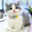 https://himg.bdimg.com/sys/portrait/item/public.1.8bfd78a5.S4Vf8FE_jcQJFFKadw-lnw