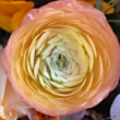 https://himg.bdimg.com/sys/portrait/item/public.1.9b6e64e2.nVLwUykoz3rnFDYPUhHukQ