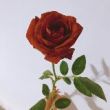 https://himg.bdimg.com/sys/portrait/item/public.1.a335b2fd.PUs9OFNyMNjXreDdk3nPWw