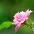 https://himg.bdimg.com/sys/portrait/item/public.1.a4c78aa1.zdJJ1cXlUIolDlP_Y2vmEw