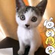 https://himg.bdimg.com/sys/portrait/item/public.1.a8cbaa5.WAs7BLBqh56VD7ldXZLHjw