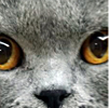 https://himg.bdimg.com/sys/portrait/item/public.1.ad0744ef.A3TcEoP9Pbfgd-jUlQ-X6A