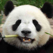 https://himg.bdimg.com/sys/portrait/item/public.1.ad5f43bd.0U-wmBvXFbebuEe15T9CJw