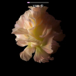 https://himg.bdimg.com/sys/portrait/item/public.1.bab01c70.FTvQErbNA6de7EE0skLcmg