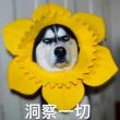 是粒粒咿呀呦