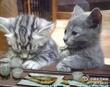 兰猫猕猴