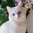 https://himg.bdimg.com/sys/portrait/item/public.1.d7048200.VAswCCMLXn0ZjVfnYBL7bA