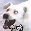 https://himg.bdimg.com/sys/portrait/item/public.1.d77c986a._FML6bSPfqUrp9OEUCuMbQ