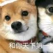 https://himg.bdimg.com/sys/portrait/item/public.1.e02dfeee.eKoheqo9MwyvCziwLF1GXw