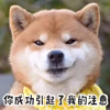 https://himg.bdimg.com/sys/portrait/item/public.1.e7bf2df9.m6z2ppU0byMza6Mv4-wANA