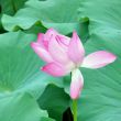 知*網(wǎng)