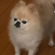 https://himg.bdimg.com/sys/portrait/item/public.1.ef4f1b17.Oinj77Be70gBdQBdeTtJbw