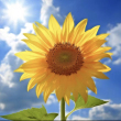 https://himg.bdimg.com/sys/portrait/item/public.1.f0da48ec.cNqZ9p1QbzXhI3lhUEQmvQ