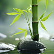 https://himg.bdimg.com/sys/portrait/item/public.1.fa32a4f4._OiDKxIr8_spz2YY1YJ51A