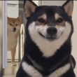 百度用户UID3135363697 八月宫44 千叶影儿🐶 的头像