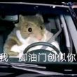 百度用户UID1165908767 三年级六班的 泥头鼠来咯 的头像